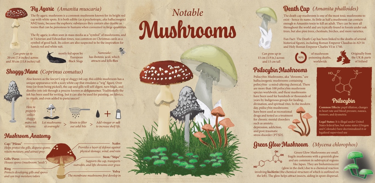 Infographic about Notable Mushrooms. Center image features the mushrooms, which are surrounded by text about each mushroom